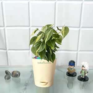 Indian Gardens - Philodendron Brasil Live Plant | 4 Inch Self Watering ...
