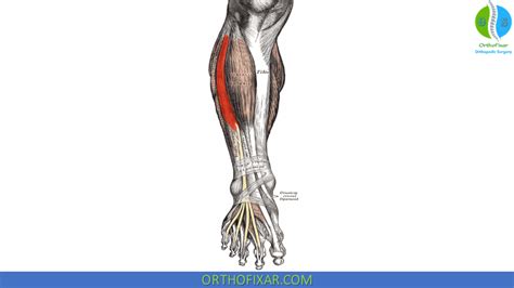 Image result for Extensor Digitorum Longus