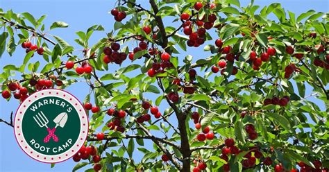 Root Camp: Fruit Trees, Warner's Nursery & Landscape Co., Flagstaff, 13 ...