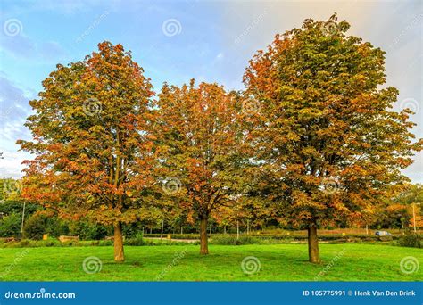A Group of Three Horse Chestnuts, Aesculus Hippocastanum, in Autumn ...