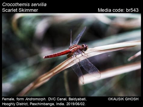 Crocothemis servilia | Odonata