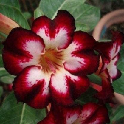 VibeX ® RXI-351 White Red Black Desert Rose Seed Price in India - Buy ...