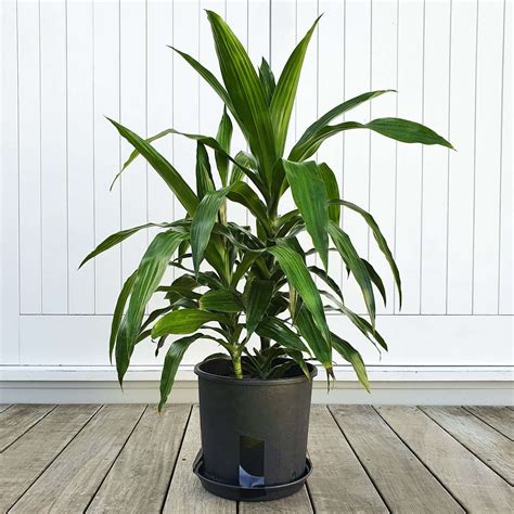 Janet Craig Plant Care - Plant Ideas