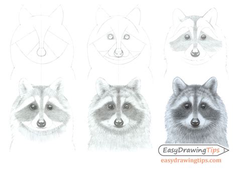 Racoon Face Drawing Easy at Jane Mcgary blog