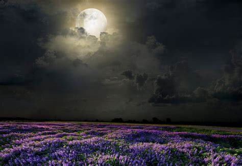 Flower Field At Night
