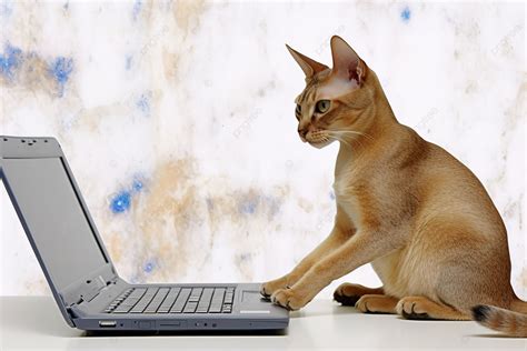 Image result for Cat Sitting at Computer