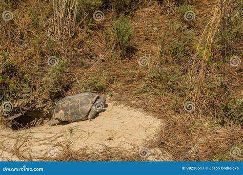 Image result for Using Camera to Explore Gopher Tortoise Burrow