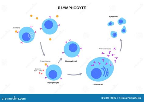 B Cell Activation