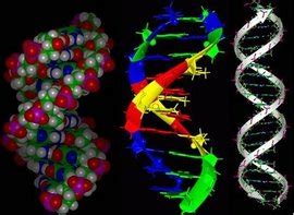 DNA双螺旋结构有什么基本特点？_百度知道