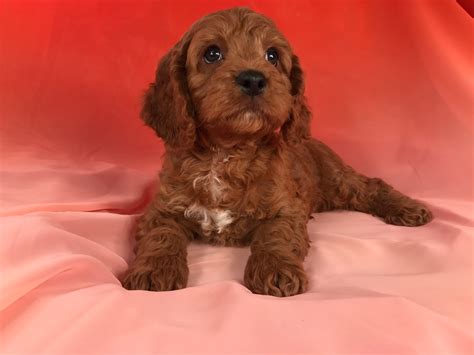 Image result for Red Mini Cockapoo