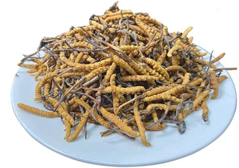 Buy Cordyceps Sinensis,100% Wild Cordyceps,Whole Himalyan Cordyceps ...