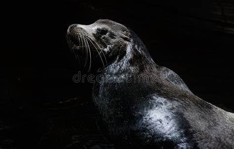 Sea Lion 的图像结果
