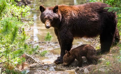 Wild Bear’s Impressive Balancing Act At Lake Tahoe - Animals Around The Globe