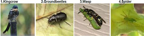 Oilpalm Beneficial Insects | Vikaspedia - Agriculture