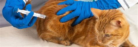 Как правильно делать укол коту
