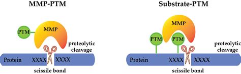 Post-Translational Modification-Dependent Activity of Matrix ...