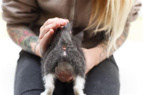 Male Cat Genitalia Picture