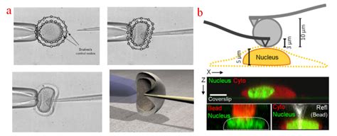 Advanced Biological Imaging for Intracellular Micromanipulation ...