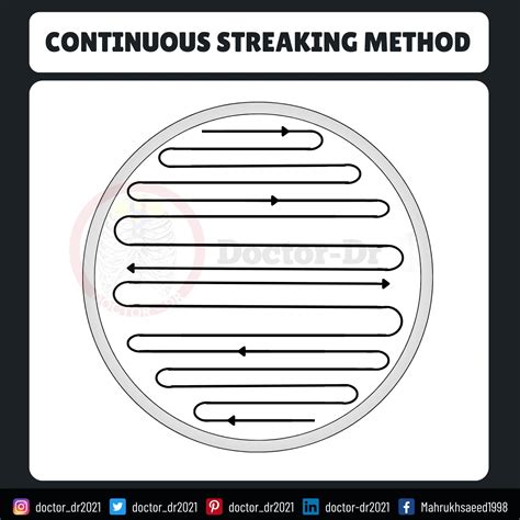 Streak Plate Method: A Complete Guide for Microbiologists