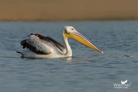 Great White Pelican | Pelicans (Pelecanidae) | Gallery | WildArt ...