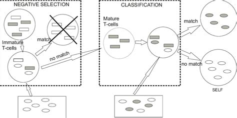 Image result for Negative Selection
