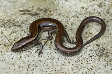 Download Long Two Lined Ground Skink Wallpaper | Wallpapers.com