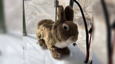Image result for Robo Bunny Python