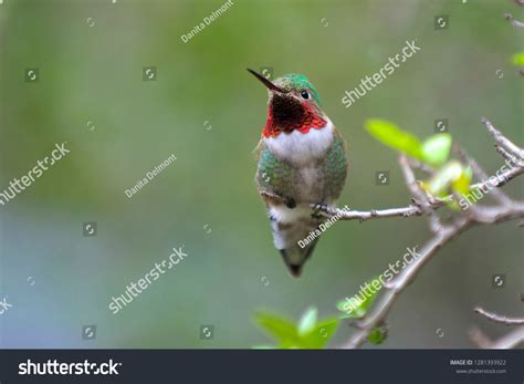 Archilochus-colubris Images, Stock Photos & Vectors | Shutterstock