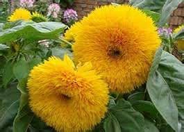 Sunflower Sungold Flower Seeds (2 Packet Of Sunflower Sungold) Pack of ...