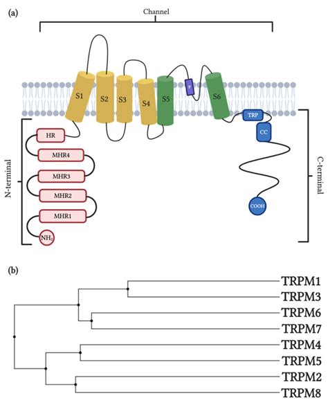 TRPM Channels in Human Diseases