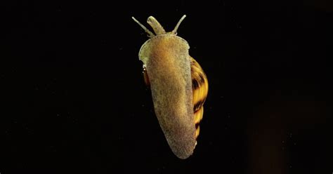 Trochus Snails: Essential Facts for Aquarists - All Our Creatures