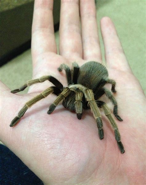 Immature female Arizona Blonde tarantula, Aphonopelma chalcodes. in ...