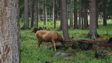 Deer Feeding Times (chart + best times to hunt) - World Deer