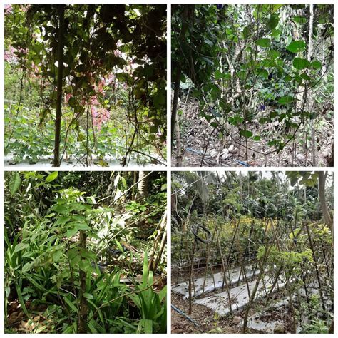 BEEsita Sa Bukid - Guided Bee Farm Tour 2021 - Luzon - Viator