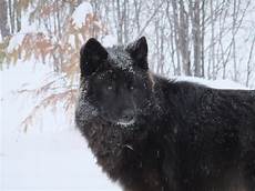 Black Wolf Wallpaper For Laptop by 70 Black Wolf Wallpaper On Wallpapersafari Black Wolf Wallpaper For Laptop