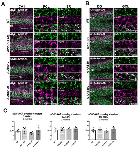 Loss of Extrasynaptic Inhibitory Glycine Receptors in the Hippocampus ...