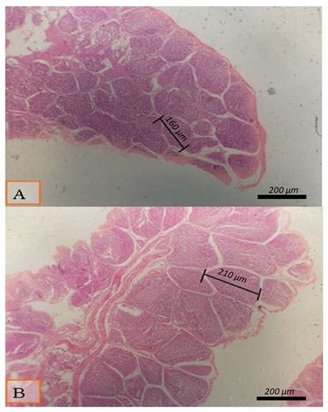 Antioxidant Status, Blood Constituents and Immune Response of Broiler ...