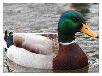 CC Enterprises :: Pork, Turkey, Chicken, Duck, Fish, Ham, Sea Foods ...