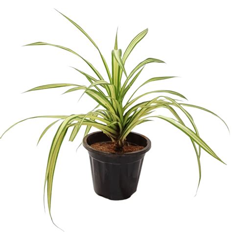 Chlorophytum, Spider Plant – ManBhawan Nursery