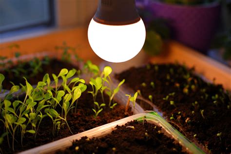 How You Can Grow Fresh Kitchen Herbs All Winter With Zero Sunlight