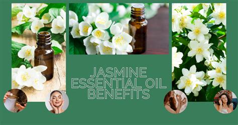Jasmine essential oil benefits – Blue Tree Aroma