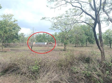 Madhya Pradesh: Rampart Felling Of Trees Fails To Wake Up Officials