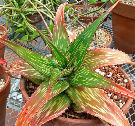 Aloe Plant 的图像结果