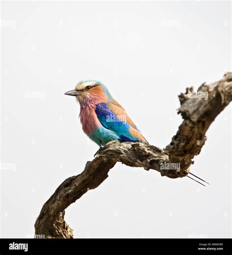 Vorkstaartscharrelaar, Lilac-breasted Roller, Coracias caudatus Stock Photo - Alamy