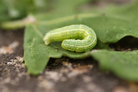Lime Green Caterpillar at Fernando Smith blog