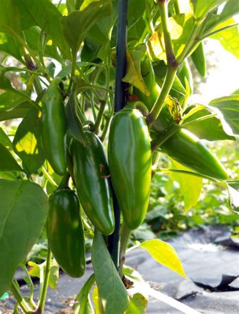 Live Jalapeno Pepper Plant - Etsy