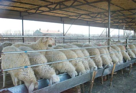 畜牧专业从事养猪7年 30岁回农村创业搞养殖羊可行吗？