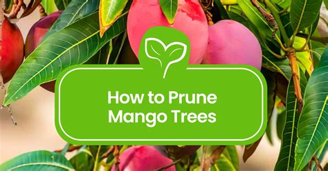 Image result for Mango Tree Pruning Machine