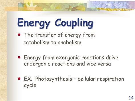 PPT - BIOENERGETICS PowerPoint Presentation, free download - ID:9072015