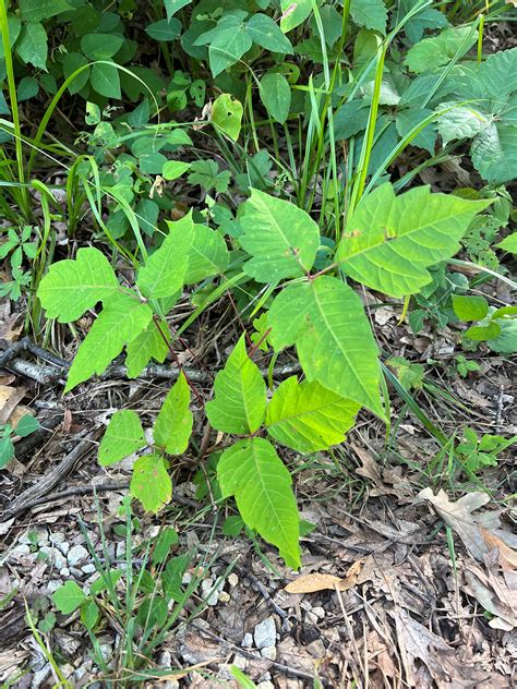 Poison Ivy Plant